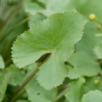 Marsh Marigold